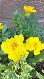 マリーゴールド