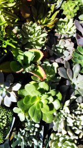 イベント出張多肉植物