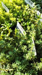 多肉植物イベント出張