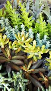 イベント出張多肉植物