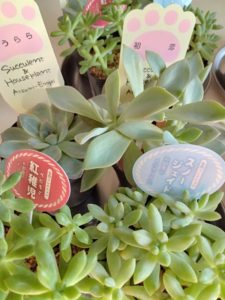 多肉植物寄せ植え