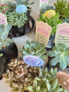多肉植物の寄せ植え教室