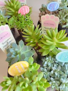 ♡出張・多肉植物寄せ植え教室・栃木県小山市♡ | フラワースクール幸花