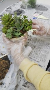 多肉植物の寄せ植え教室