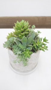 多肉植物の寄せ植え教室