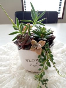 多肉植物ワークショップ