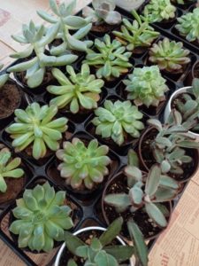 イベント多肉植物ワークショップ