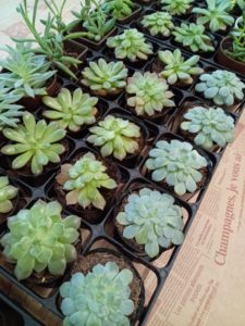 イベント多肉植物ワークショップ