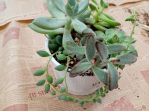 多肉植物寄せ植えワークショップ