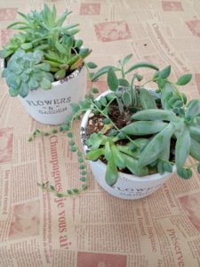 多肉植物寄せ植えワークショップ