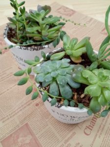 多肉植物寄せ植えワークショップ