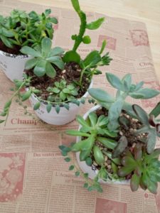 多肉植物寄せ植えワークショップ