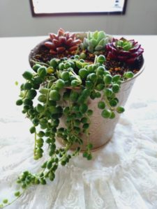 イベント出張多肉寄せ植え教室