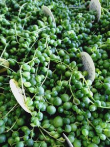 イベント出張多肉植物寄せ植え教室