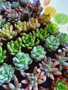 イベント出張多肉植物寄せ植え教室