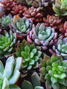 イベントイベント出張多肉植物寄せ植え教室