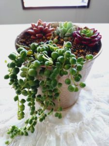 イベント出張多肉寄せ植え教室