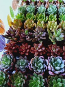イベント出張多肉植物寄せ植え教室