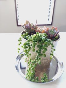 イベント出張多肉植物寄せ植え教室