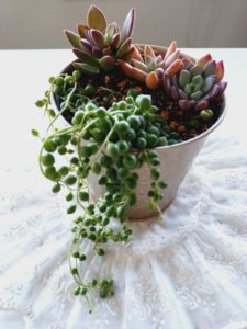 イベント出張多肉植物寄せ植え教室